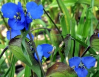 Azure blue flowers from flattened flower heads in summer.